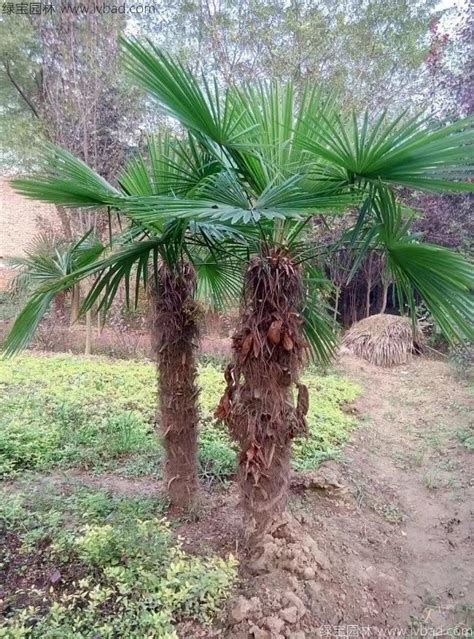 88cm 多少尺 棕榈树丛